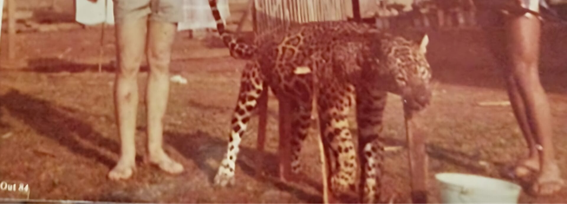 Estudo busca esclarecer o sumiço das onças-pintadas de regiões de SC (5)