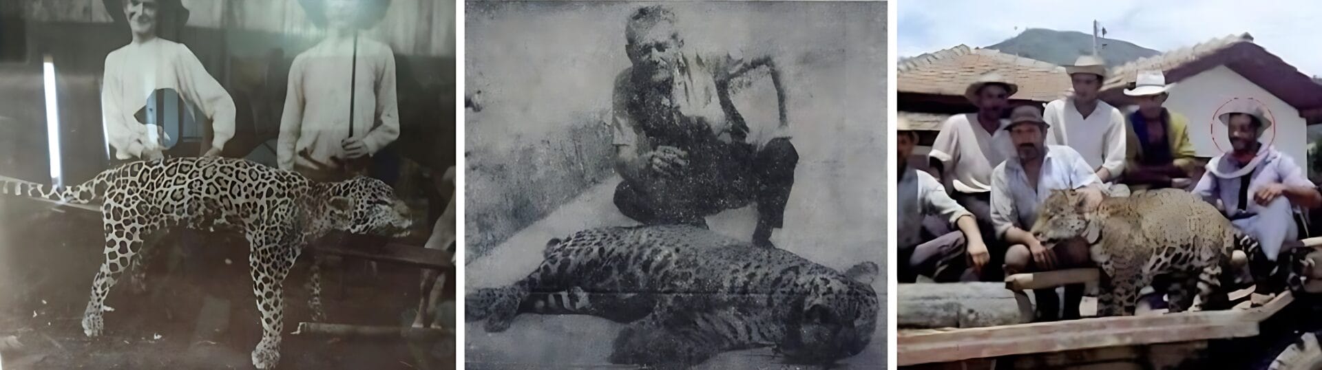 Estudo busca esclarecer o sumiço das onças-pintadas de regiões de SC (6)