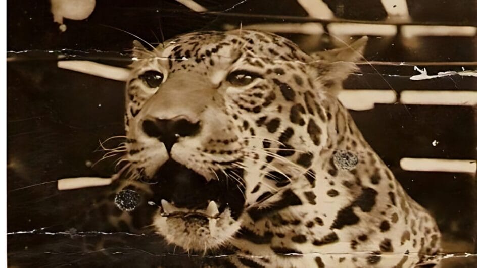 Estudo busca esclarecer o sumiço das onças-pintadas de regiões de SC