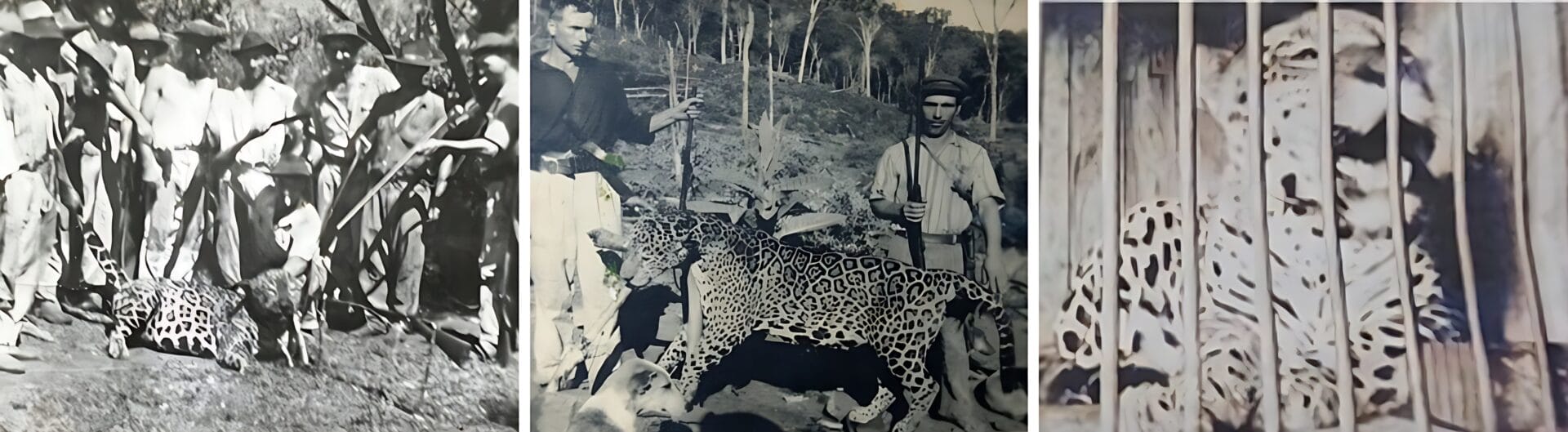 Estudo busca esclarecer o sumiço das onças-pintadas de regiões de SC