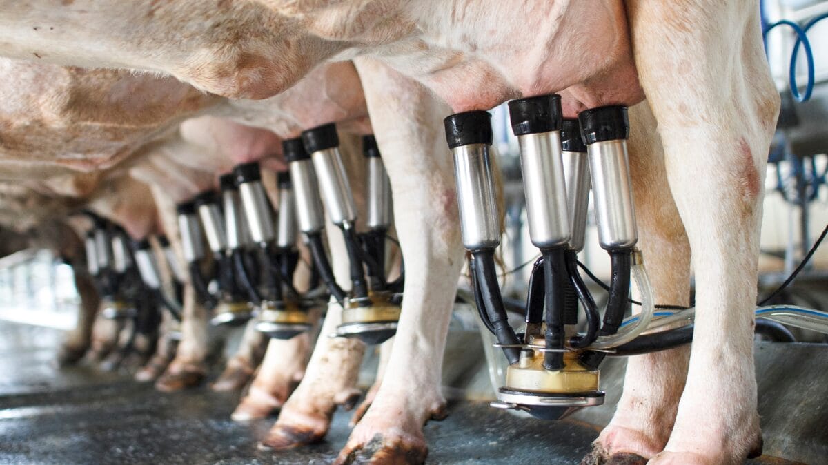 Vacas