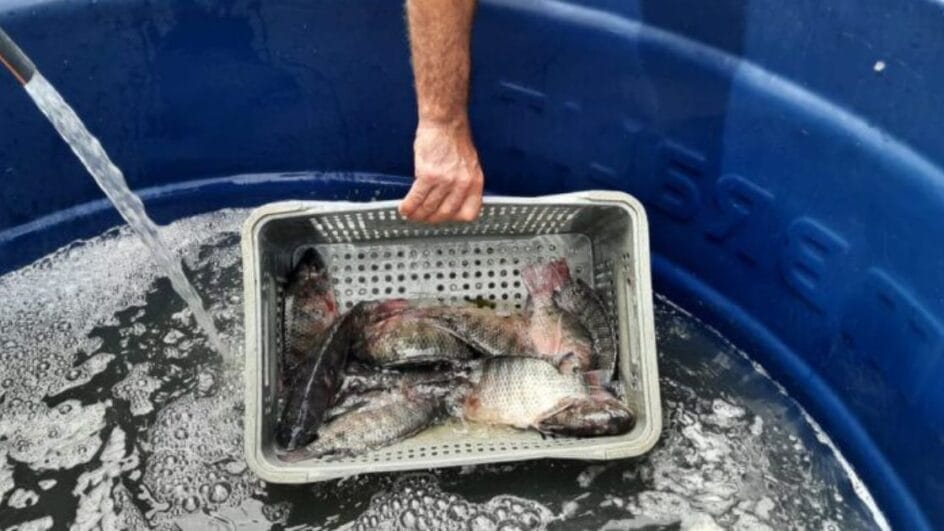 Feira do peixe vivo em Içara