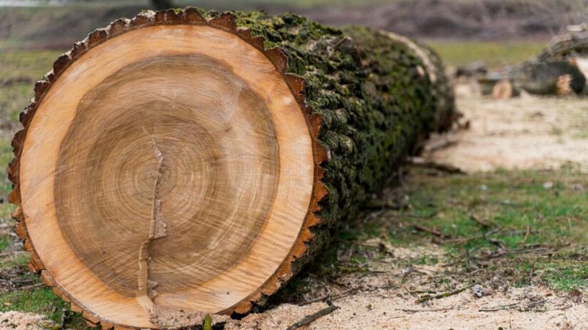 Close-up de um tronco de &aacute;rvore rec&eacute;m-cortado deitado no ch&atilde;o, mostrando os an&eacute;is de crescimento e a casca rugosa em detalhes.