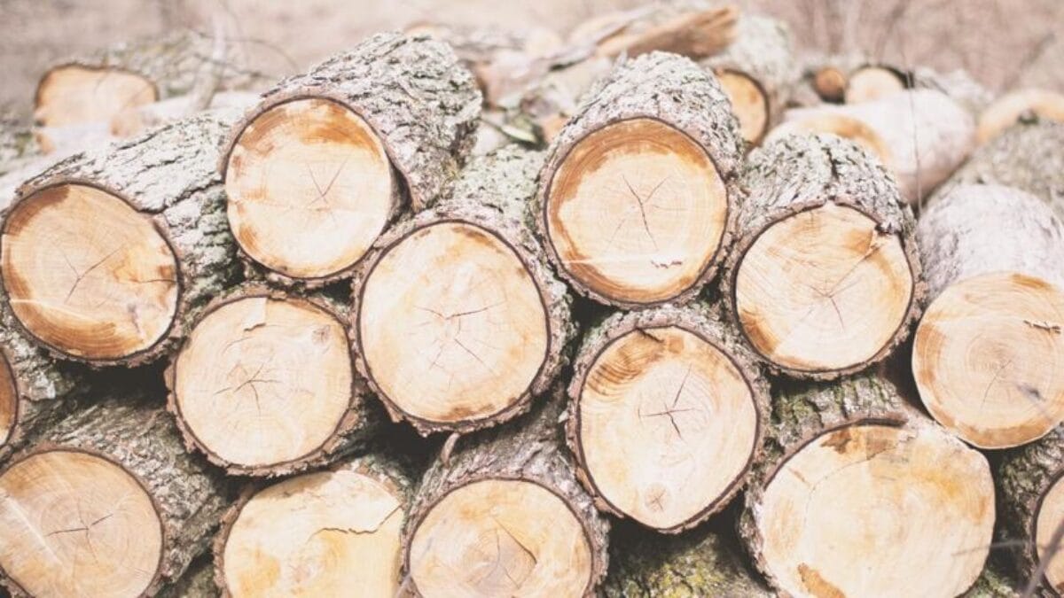 Uma pilha organizada de v&aacute;rios troncos de &aacute;rvores cortados, vistos de frente, revelando as texturas das se&ccedil;&otilde;es transversais da madeira.