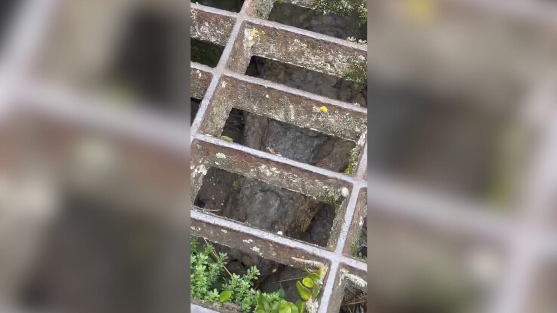 Jacaré camuflado em bueiro surpreende moradores de bairro universitário de Florianópolis