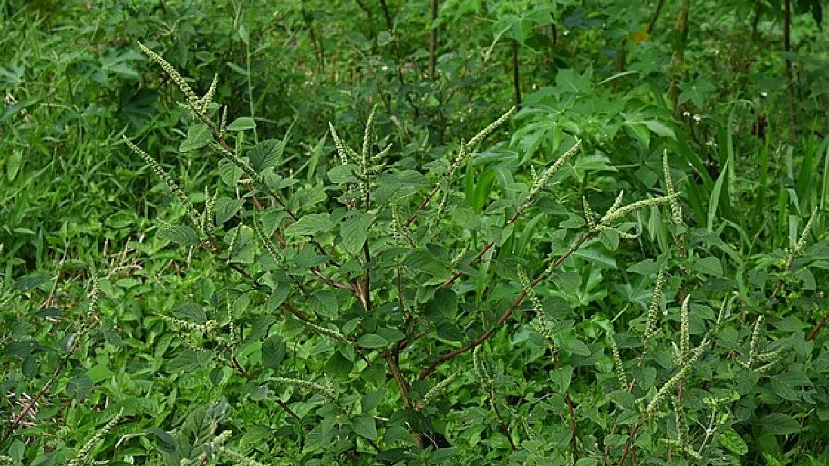 Nos Estados Unidos, a planta é reconhecida como uma das mais problemáticas entre as daninhas (Krzysztof Ziarnek, Kenraiz/Wikimedia Commons)