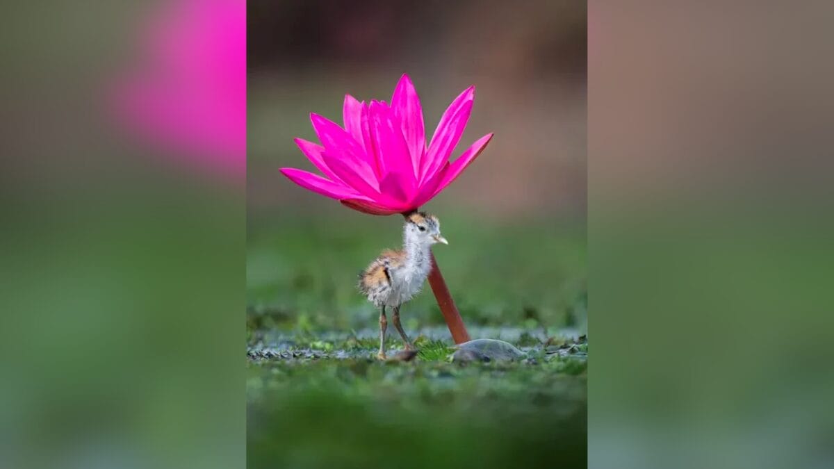 Menino de 14 anos vence o _Oscar_ da fotografia usando c&acirc;mera velha de 10 anos atr&aacute;s
