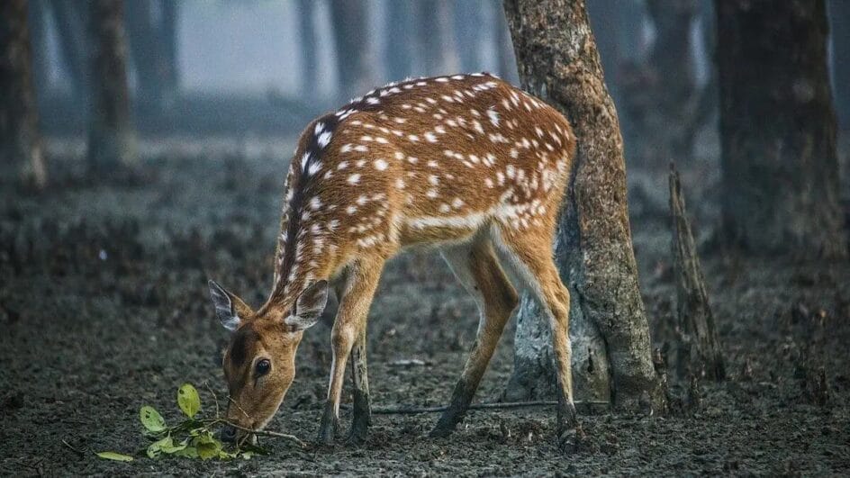 Conhecido pela aparência dócil, o cervo chital pode pesar 100 kg e já disputa espaço com animais nativos no Brasil (Foto: Animalia/Anup86)
