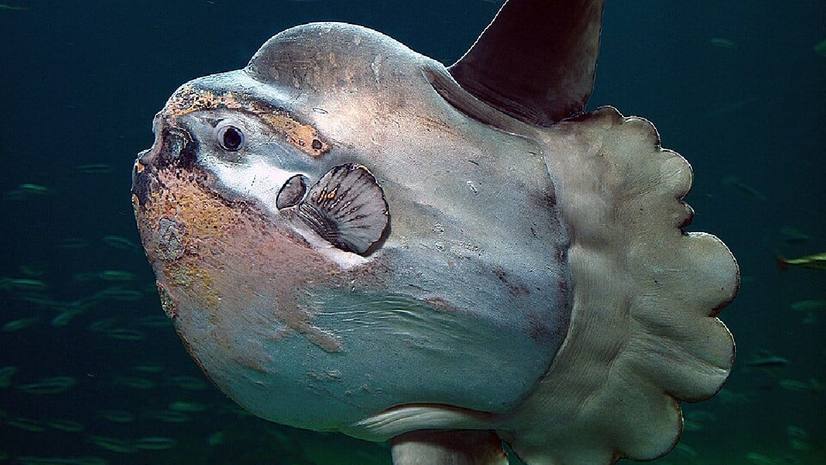 Espécie gigante ajuda a controlar águas-vivas, mas sofre risco por pesca acidental e lixo plástico (Foto: Per-Ola Norman/Wikimedia Commons)