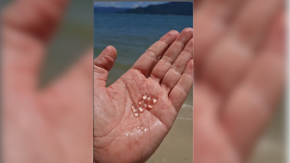 Organismos misteriosos infestam praias e chamam atenção de banhistas em Florianópolis