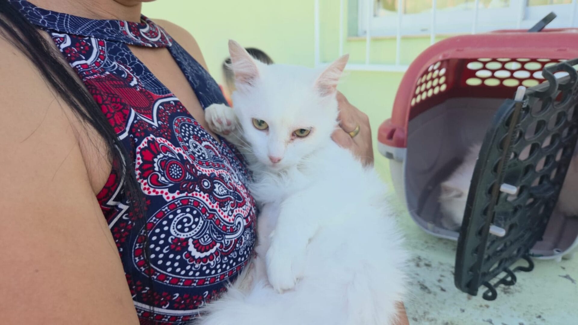 Programa de castração que prioriza animais comunitários e tutores de baixa renda avança em SC