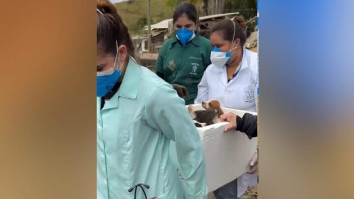 Protetor de animais que congelou cachorros no freezer de sítio de SC vira réu por maus-tratos