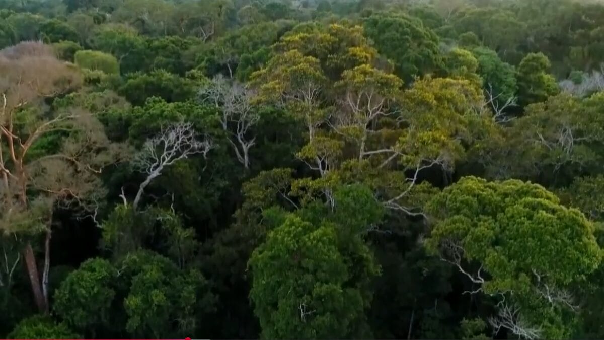 Close-up aéreo das copas das árvores da Floresta Amazônica, exibindo diferentes tons de verde e texturas de galhos.