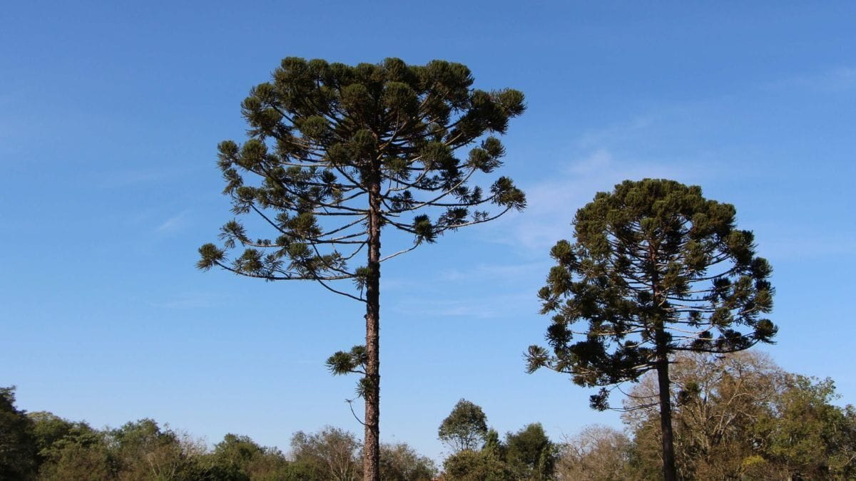 Parque das araucárias atrai centenas de visitantes