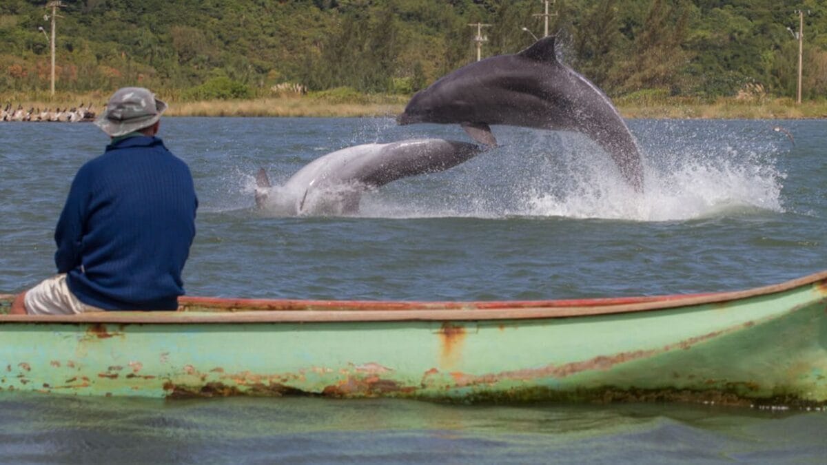 Botos são atração em Laguna e auxiliam na pesca artesanal (Foto: Prefeitura de Laguna, Divulgação)