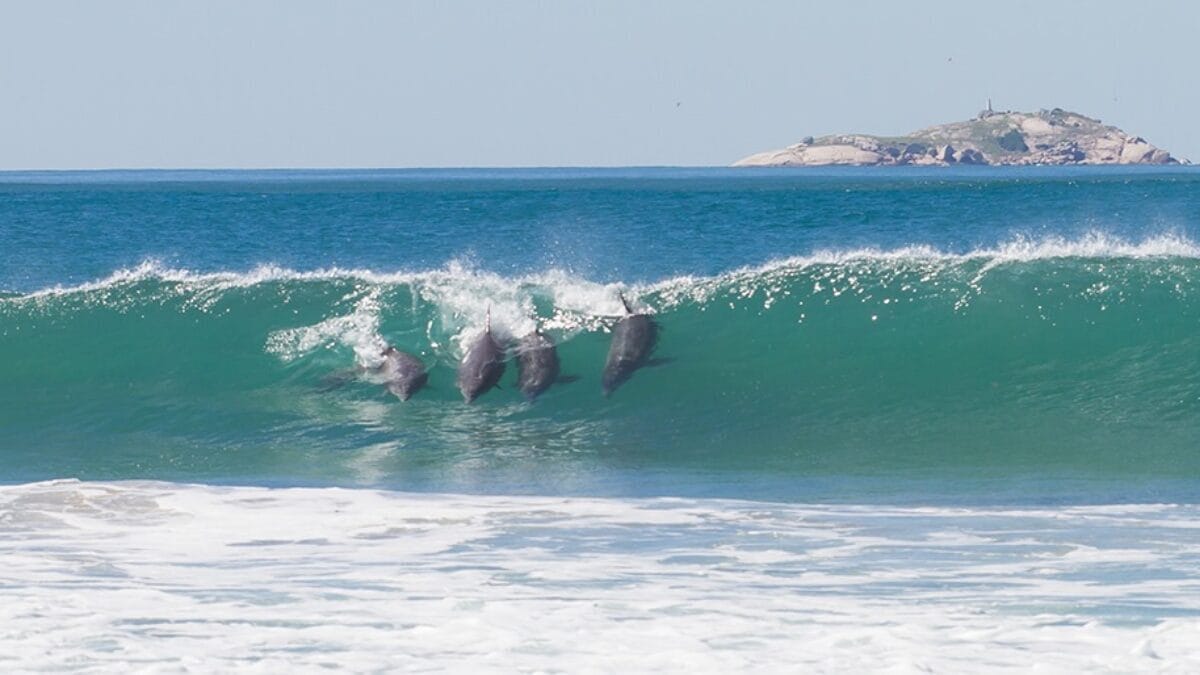 Botos são atração em Laguna e auxiliam na pesca artesanal (Foto: Prefeitura de Laguna, Divulgação)
