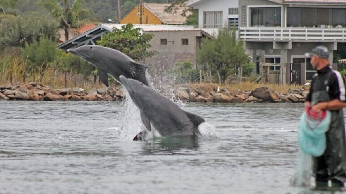 Botos são atração em Laguna e auxiliam na pesca artesanal (Foto: Prefeitura de Laguna, Divulgação)