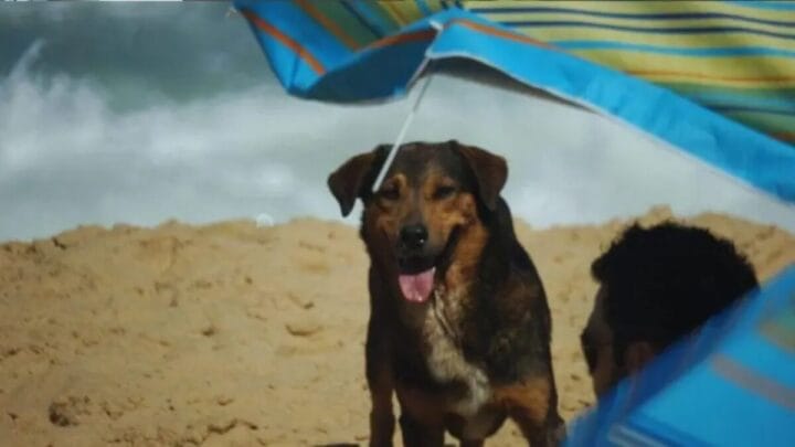 Regras foram definidas por meio de decreto (Foto: Marcos Porto, Arquivo NSC)