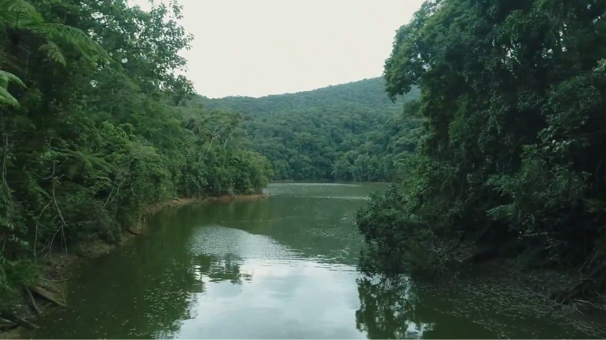 Com primatas raros, orquídeas inéditas e insetos reaparecidos, a área reforça o valor da conservação ambiental (Foto: Reprodução YouTube)