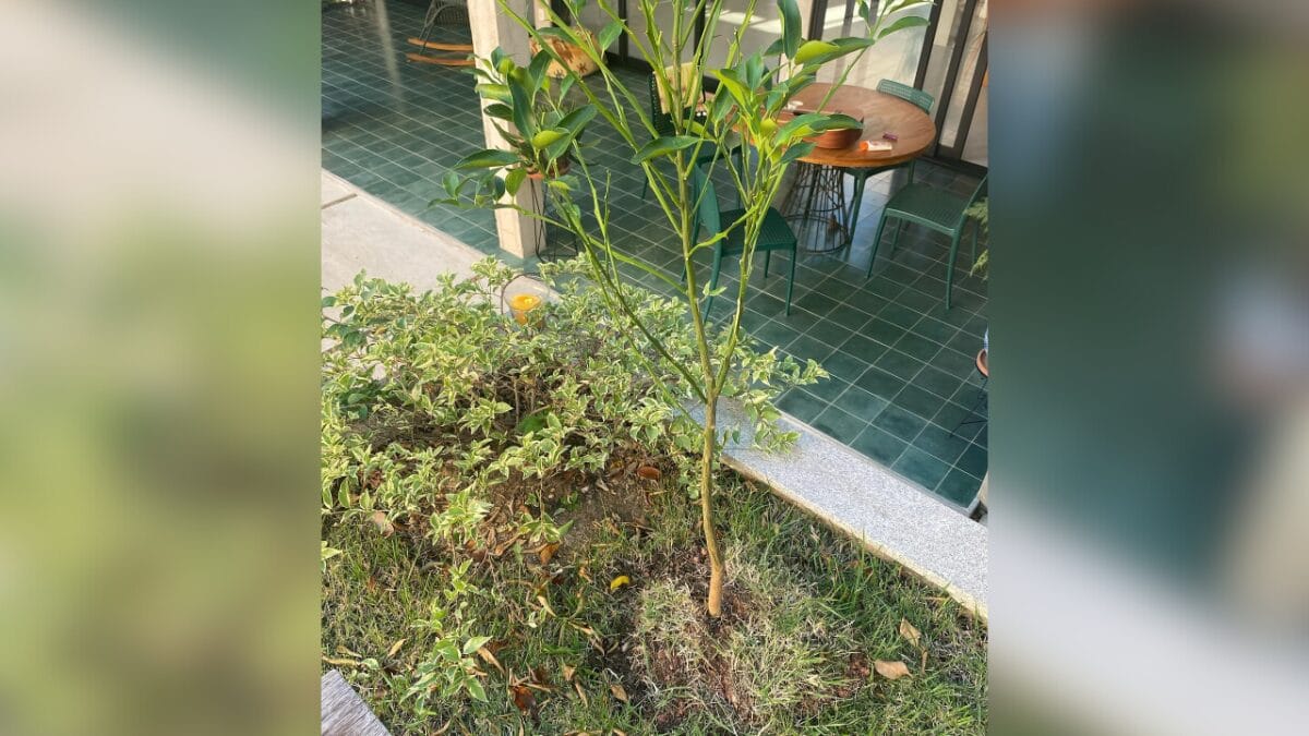 casa andreia horta zenilda novela tr&ecirc;s gra&ccedil;as