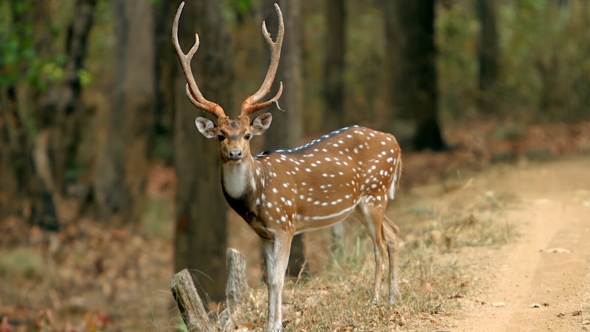 chital Esqueça o javali_ o novo invasor exótico de 100 kg que virou pesadelo ambiental no Brasil (2)