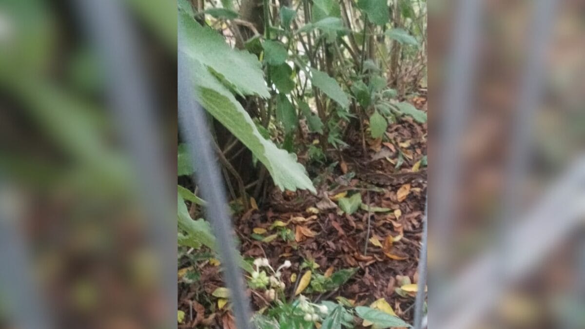 Cobra estava em área de mata no bairro de Florianópolis (Foto: CBMSC, Divulgação)