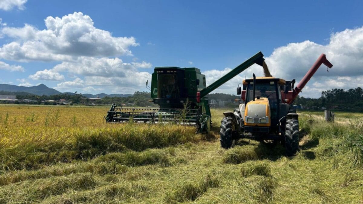 colheita do arroz em itaja&iacute;