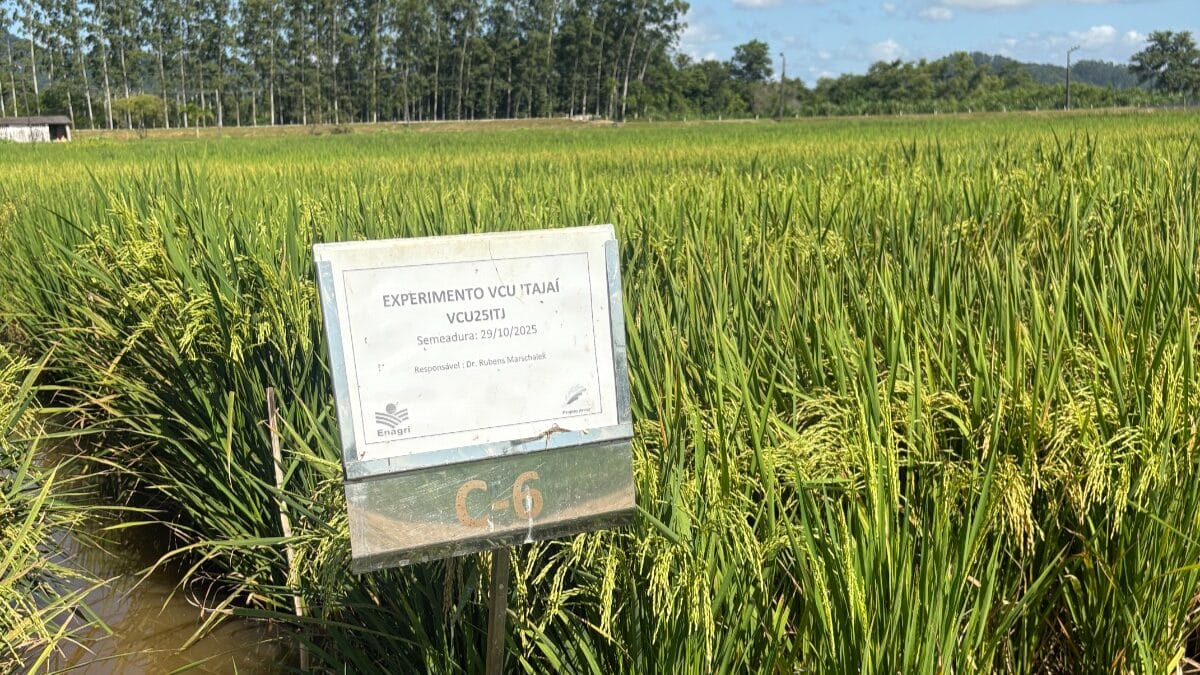 colheita do arroz em itaja&iacute;