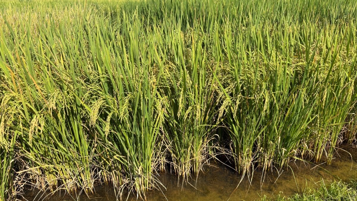 colheita do arroz em itaja&iacute;