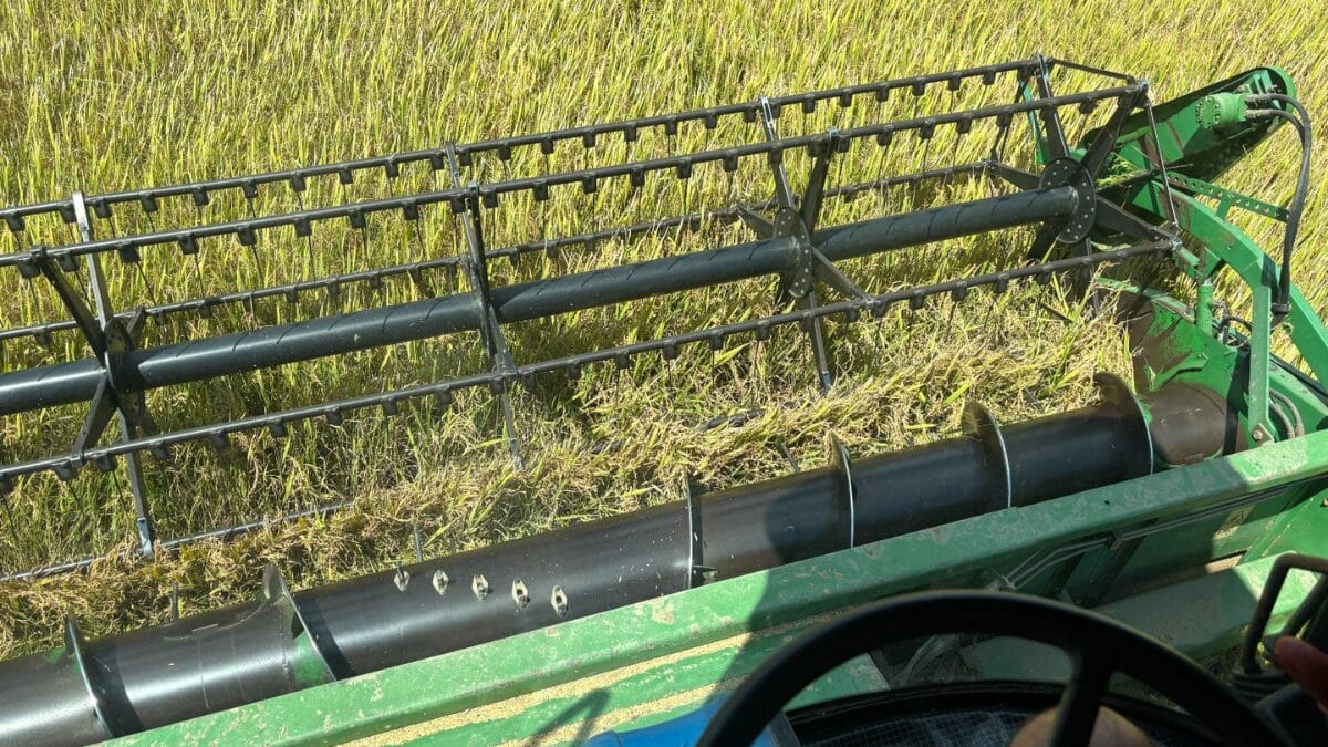 colheita do arroz em itaja&iacute;