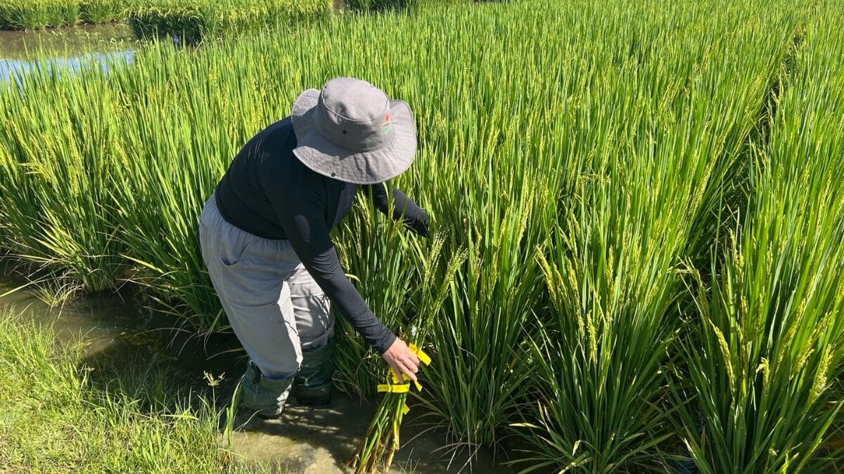 colheita do arroz em itaja&iacute;