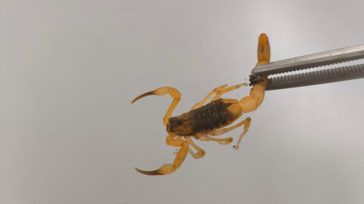 Escorpião-amarelo foi encontrado em Tijucas (Foto: Prefeitura de Tijucas, Divulgação)