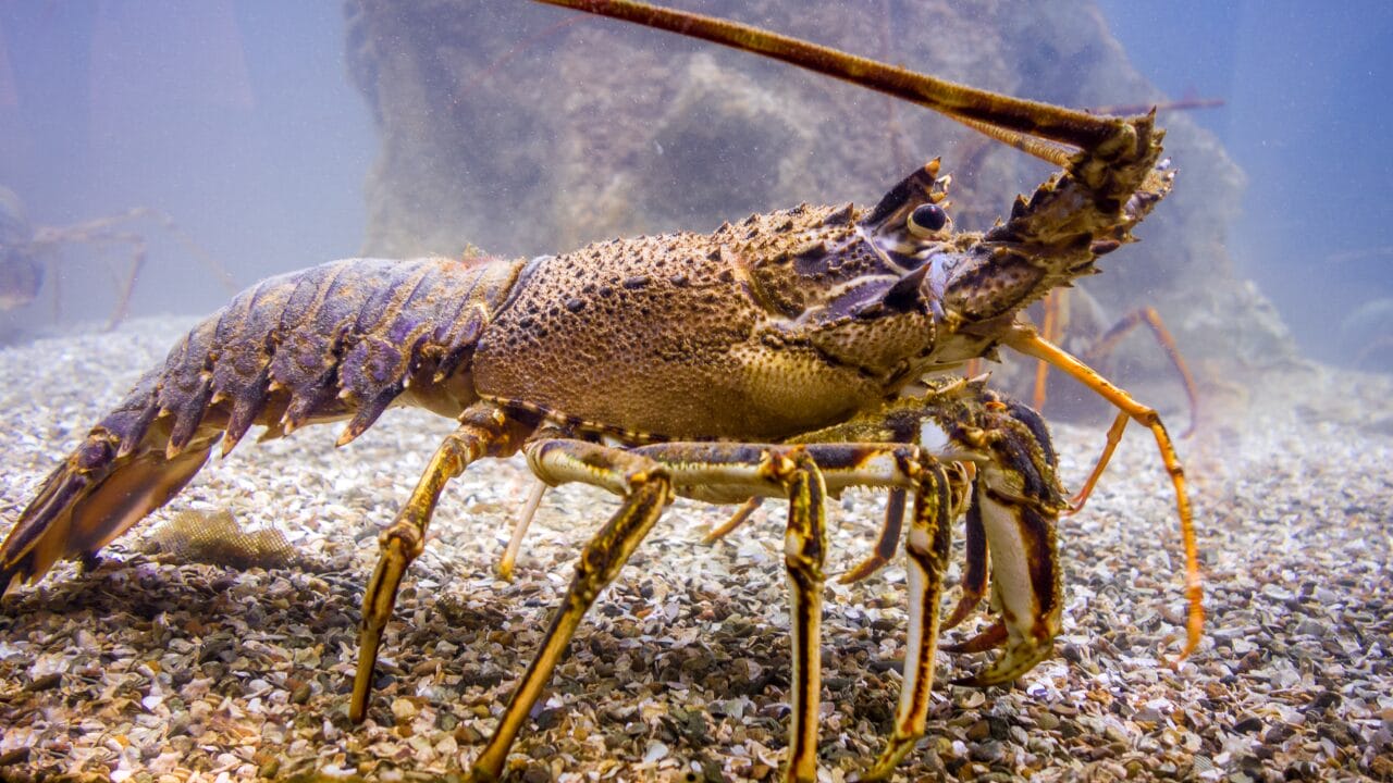 impacto da mineração submarina