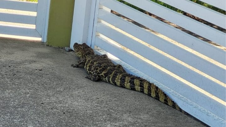 Jacaré mobilizou Corpo de Bombeiros (Foto: CBMSC, Divulgação)