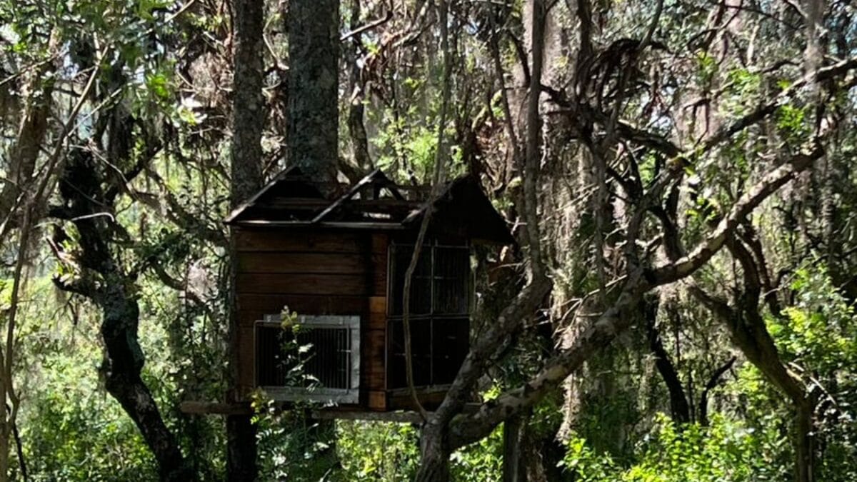 Casinha de madeira, abrigo de pássaros, em meio a árvores na Serra catarinense, durante operação contra tráfico de animais