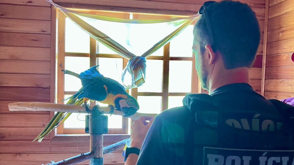 Arara olhando com a cabeça abaixada para agente de polícia civil na Serra catarinense, durante operação contra tráfico de animais