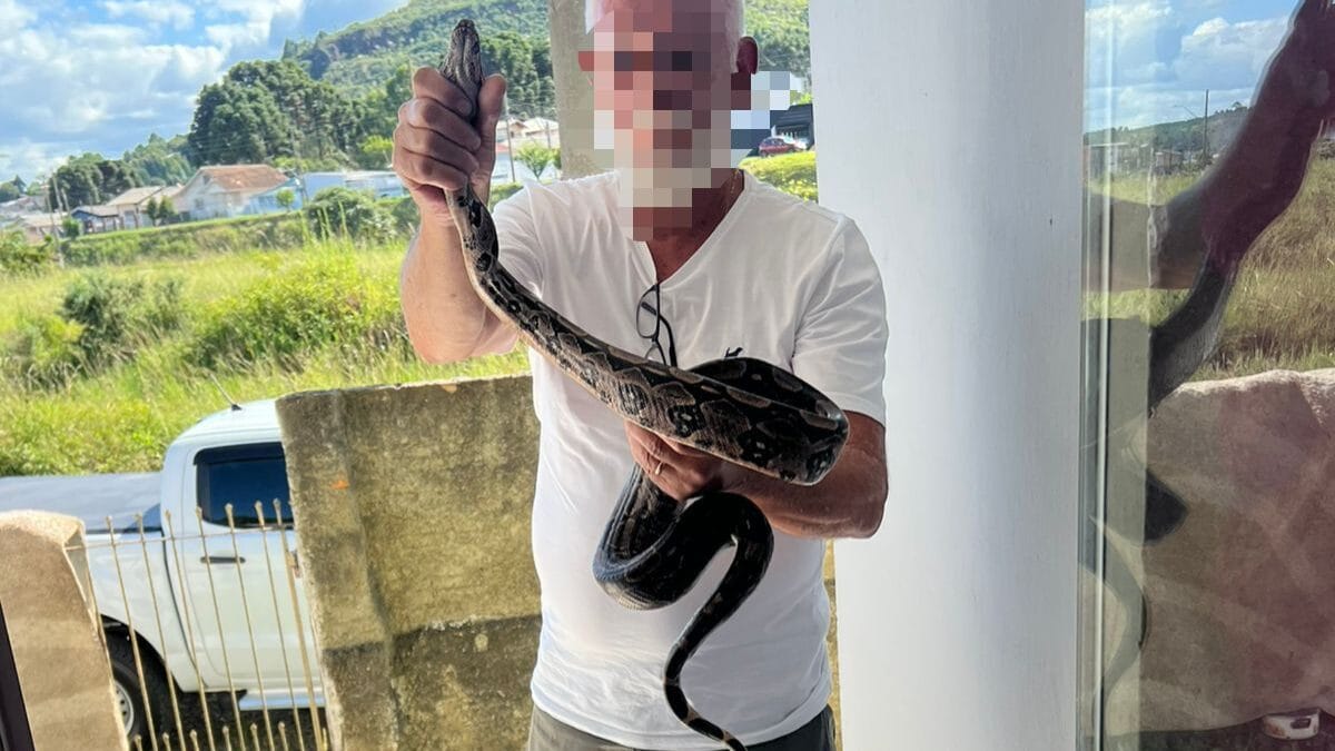 Homem segurando cobra jibóia na Serra catarinense, durante operação contra tráfico de animais