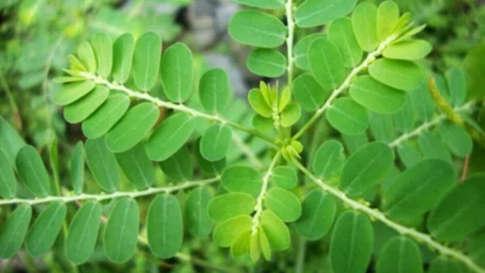 quebra pedra Planta usada na medicina popular para tratar pedra no rim será utilizada pelo SUS-radardasaude