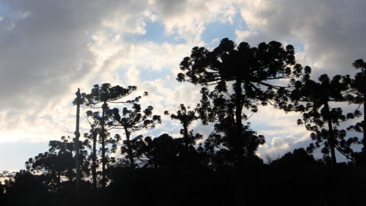 Capital das Araucárias