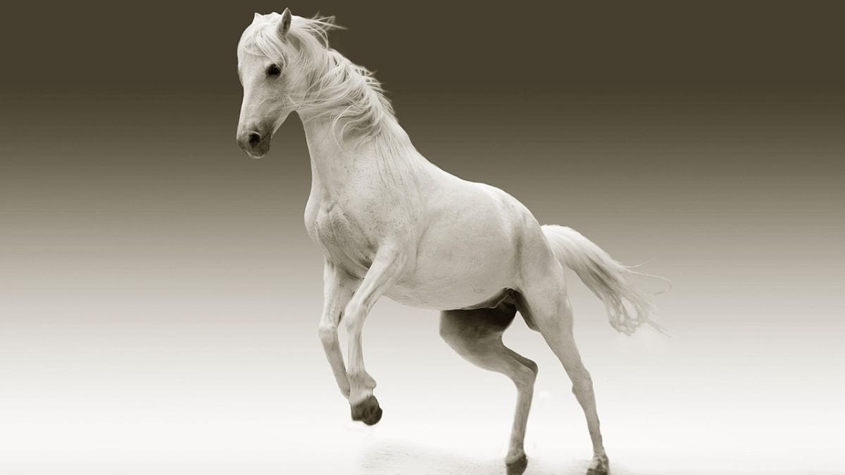 Cavalos de Fergana: as montarias lendárias que valem até US$ 49 milhões. Foto: Banco de imagem
