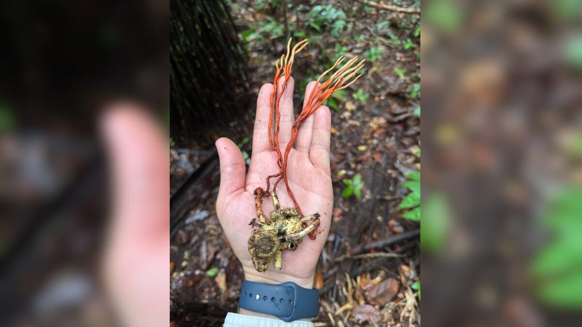 Fungo possui esporos capazes de infectar outras aranhas (Foto: UFSC, Divulgação)