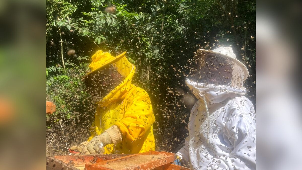 Colheita de mel em Faxinal dos Guedes