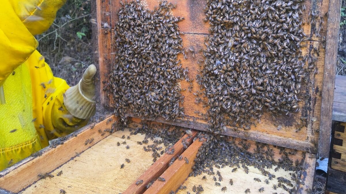 Colheita de mel em Faxinal dos Guedes