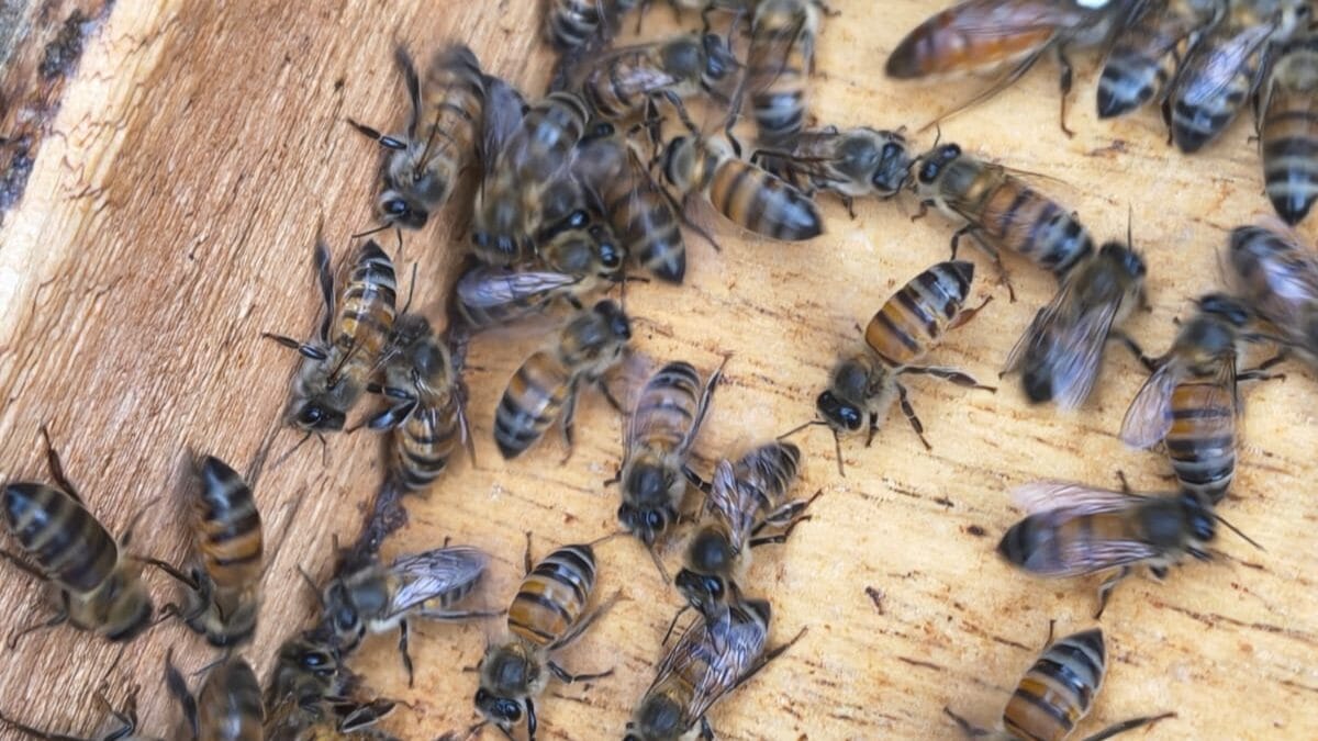 Colheita de mel em Faxinal dos Guedes