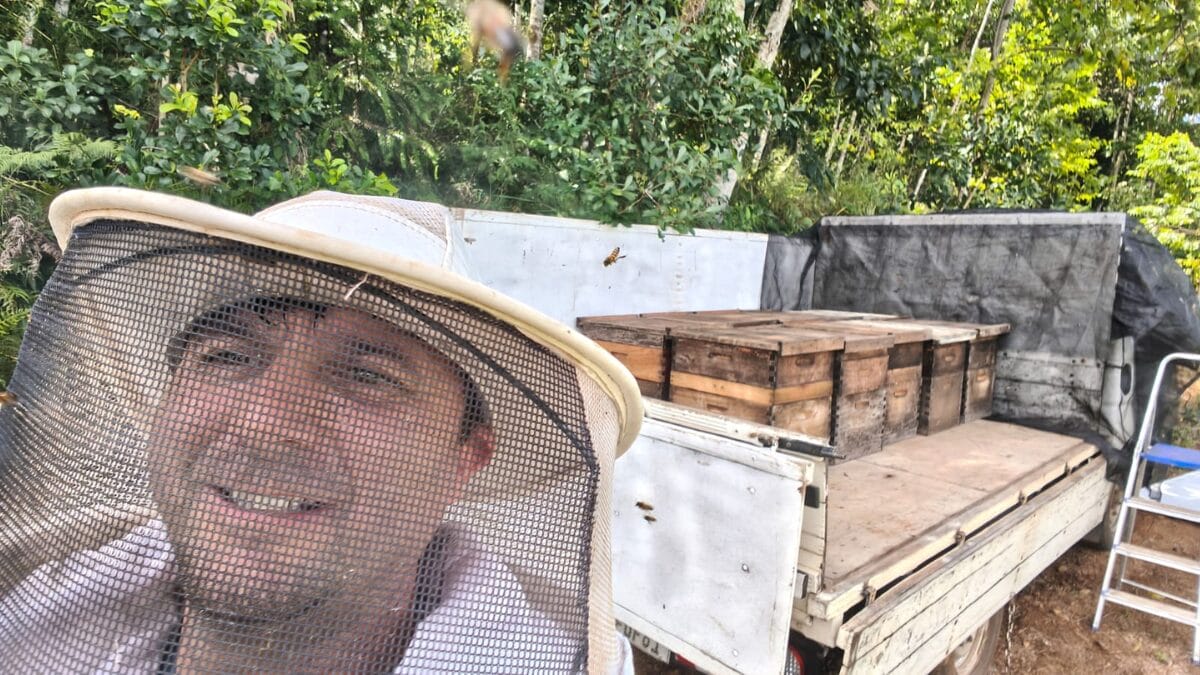 Colheita de mel em Faxinal dos Guedes