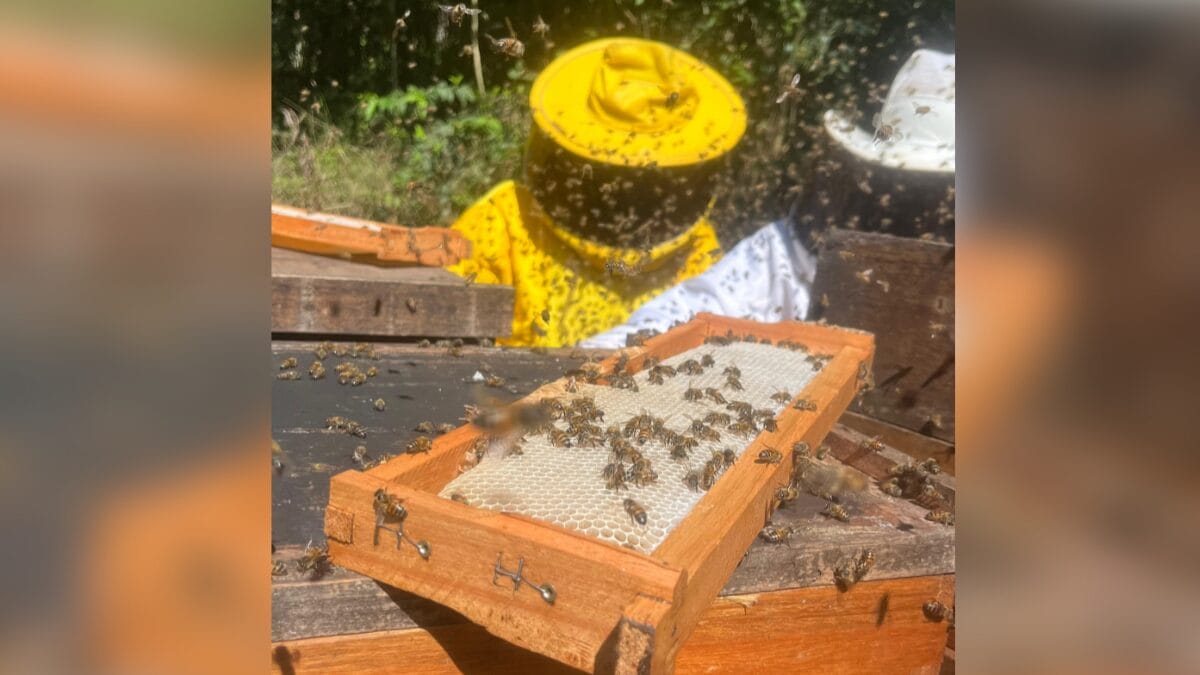 Colheita de mel em Faxinal dos Guedes