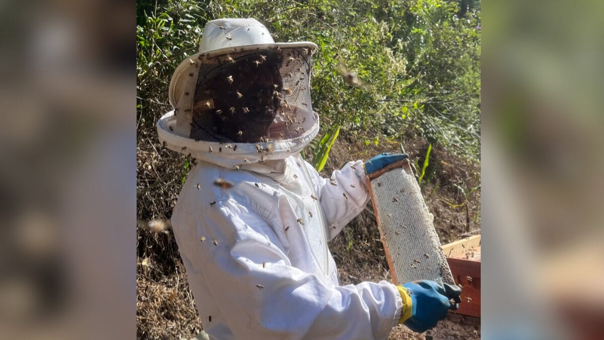 Colheita de mel em Faxinal dos Guedes