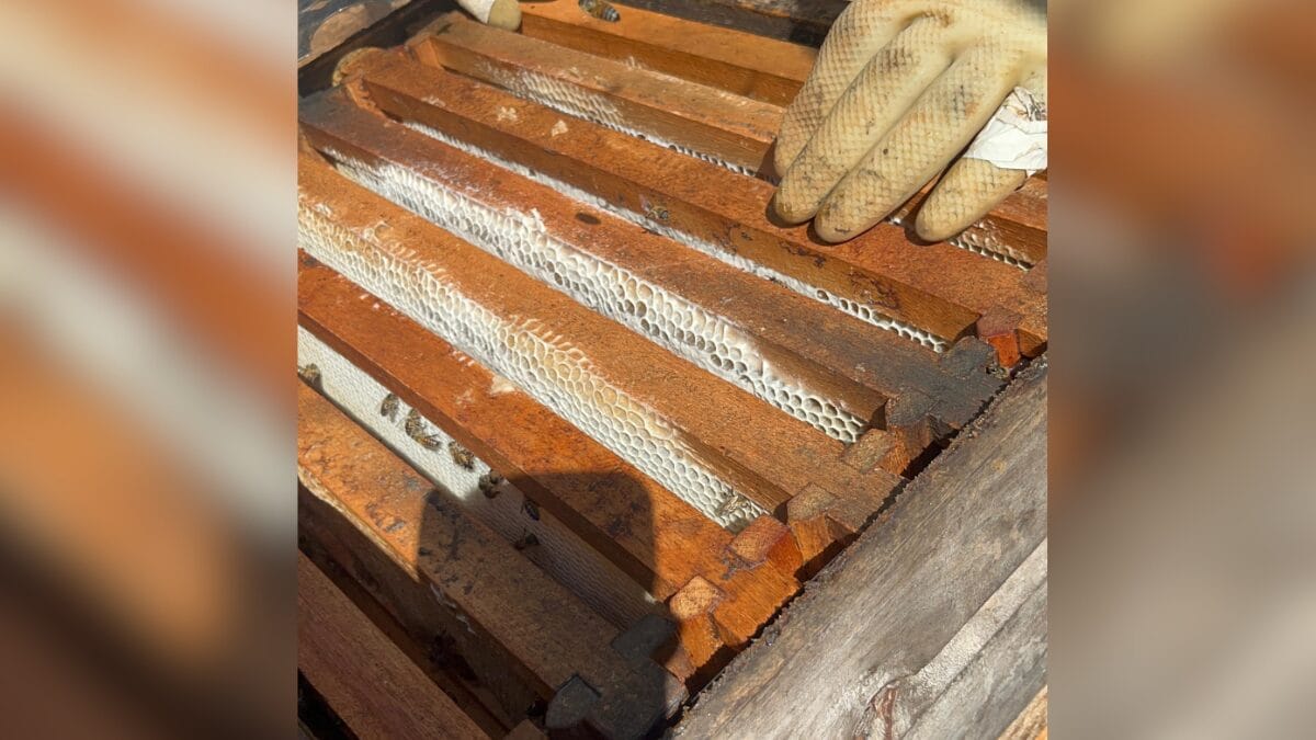 Colheita de mel em Faxinal dos Guedes