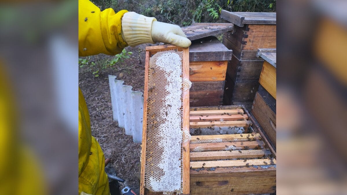Colheita de mel em Faxinal dos Guedes