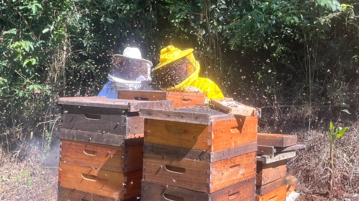 Colheita de mel em Faxinal dos Guedes